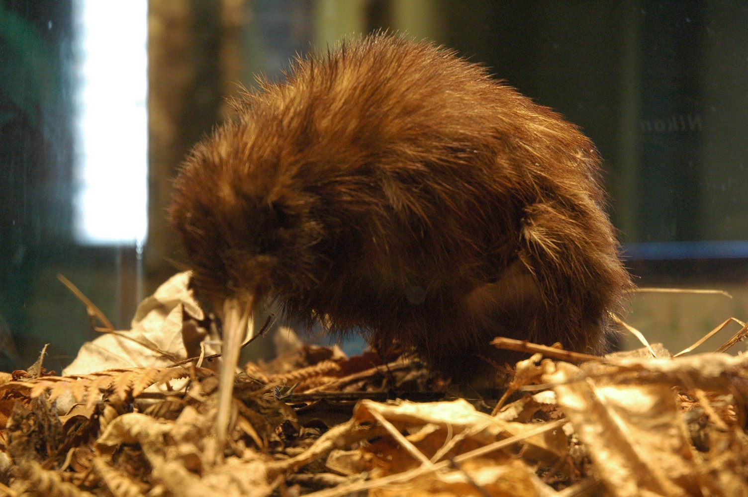 369   04 02   Rotorua